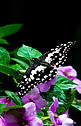 蝴蝶昆虫动物花卉白天蝴蝶采花花园飞摄影图配图