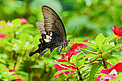 白天户外一只黑蝴蝶在花朵上采蜜摄影图配图