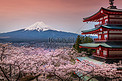宝塔与樱花 & 富士山美景