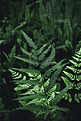 森林蕨类下午蕨类植物森林无摄影图配图