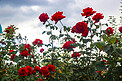 红玫瑰白天花户外看花摄影图配图