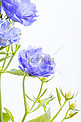 唯美花卉白天紫色的长寿花室内摄影图配图