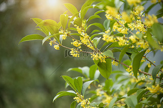 黄颜料高清背景图片_树上的桂花花朵摄影图配图