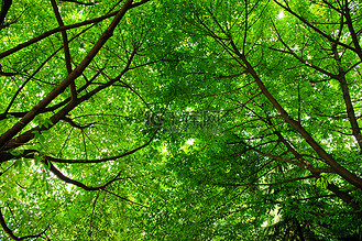 树的树荫下清凉爽口