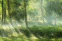 树林里的丁达尔效应摄影图配图森林