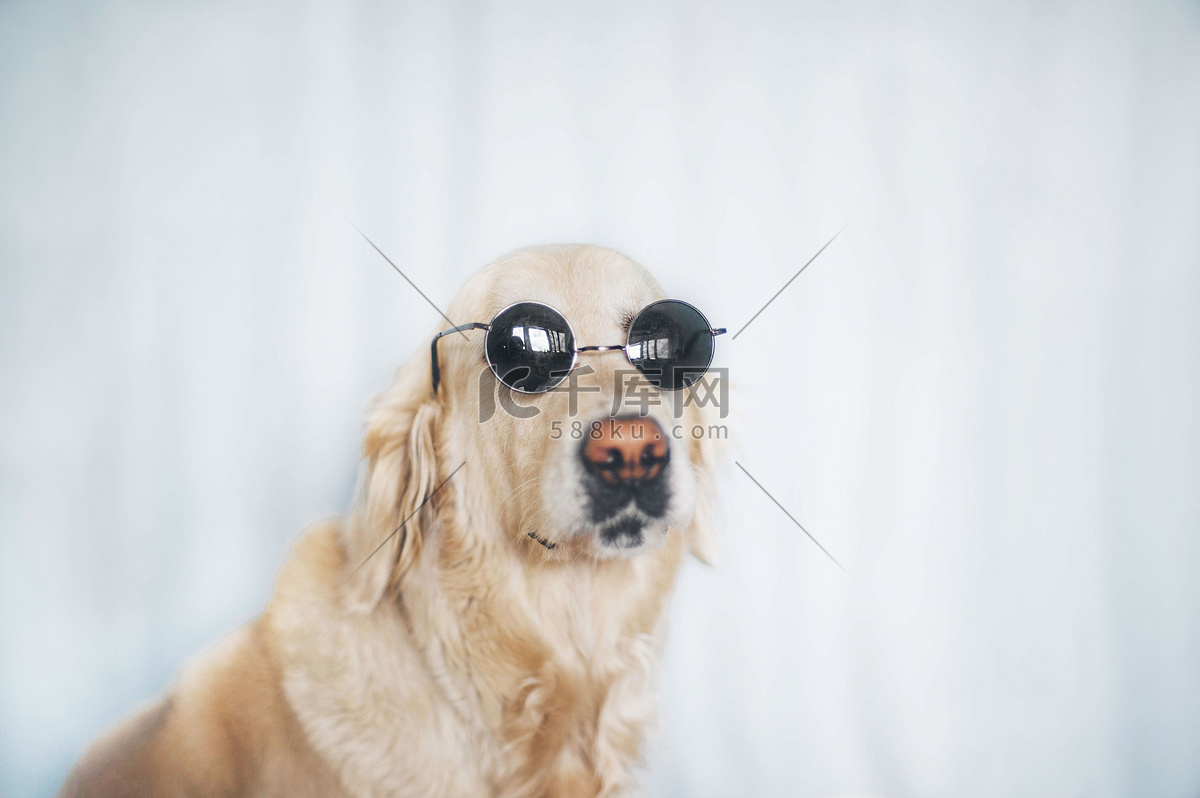 白色背景上戴着太阳眼镜的黄金猎犬狗高清摄影大图-千库网