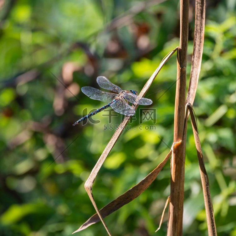Anax Imperator anax-imperator