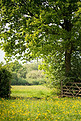 春日阳光下的英国乡村草地景观意象