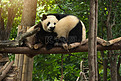 一只熊猫坐在森林里吃竹子