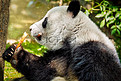 中国旅游的标志和吸引力—大熊猫吃竹子。中国四川成都。中国大熊猫