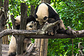 熊猫生活在成都的一个保护区里。中国