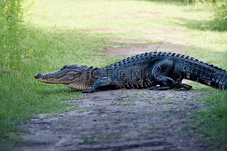 大型美洲短吻鳄在小径上拉屎.沼泽鳄黑凯门鳄