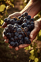 在水果园里手拿着一串新鲜的葡萄