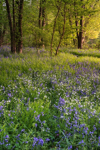 英国乡村 hyacinthoide non-scripta 令人惊叹的壮丽春风信子森林日出