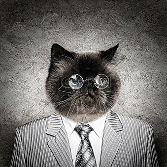 穿着西装的有趣的毛茸茸的孟买猫