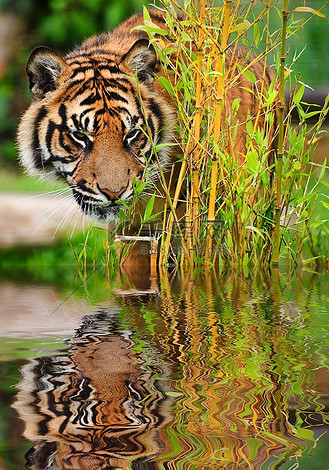 圈养苏门答腊大猫倒影野生动物猎人威胁危险老虎