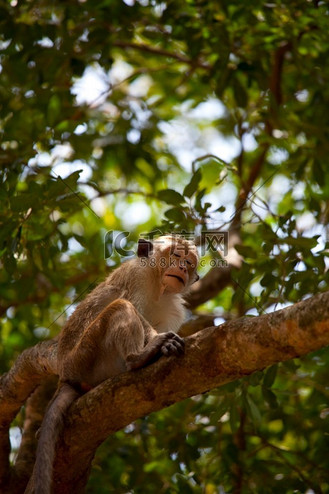 泰国热带森林中的猴子猕猴长鼻猴
