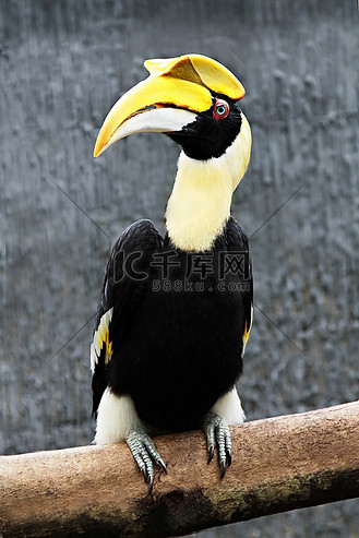 亚洲犀鸟巨嘴鸟的宣传巨大的色彩斑斓的生物