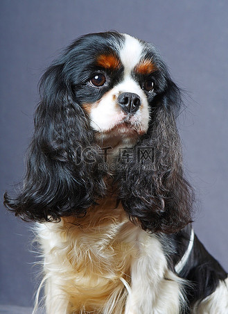 王尼玛漫画图片素材_查理王骑士犬查理士王小猎犬查理王犬