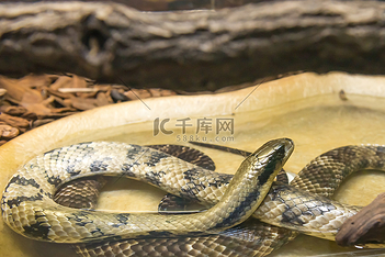 python商务科技背景图片大全-高清python图片下载-千库网