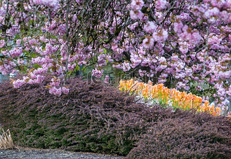 在绿色庭院开花的树的春天场面春天新鲜兴安杜鹃金达莱花