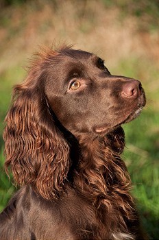 坐着等主人的狗苏塞克斯獚西班牙猎犬