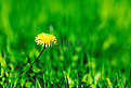 一朵黄色蒲公英，绿草作背景