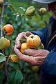 农民检查有机园中种植的榅桲果实