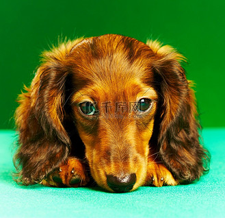 小腊肠犬可爱的纯种棕色宠物猎犬