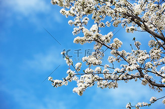 阳光下的樱花树图片素材_初春阳光下樱花树盛开的行政区划图