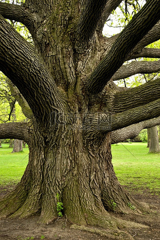 大橡树大生活环境达到可持续发展的自然家庭