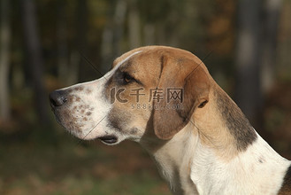 英国猎狐犬图片素材_只猎犬美国猎狐犬狗