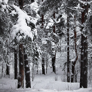 雪白背景上的冬树高清摄影大图 千库网