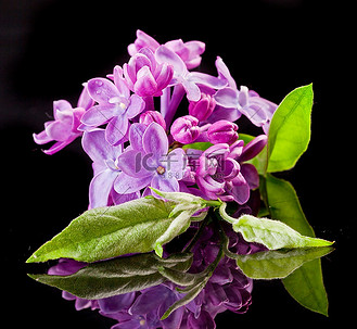 日光模式图片素材_黑色背景上美丽的紫丁香花束