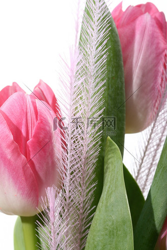白底三朵粉色郁金香花卉羽毛