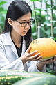 科学家在温室里检查甜瓜质量
