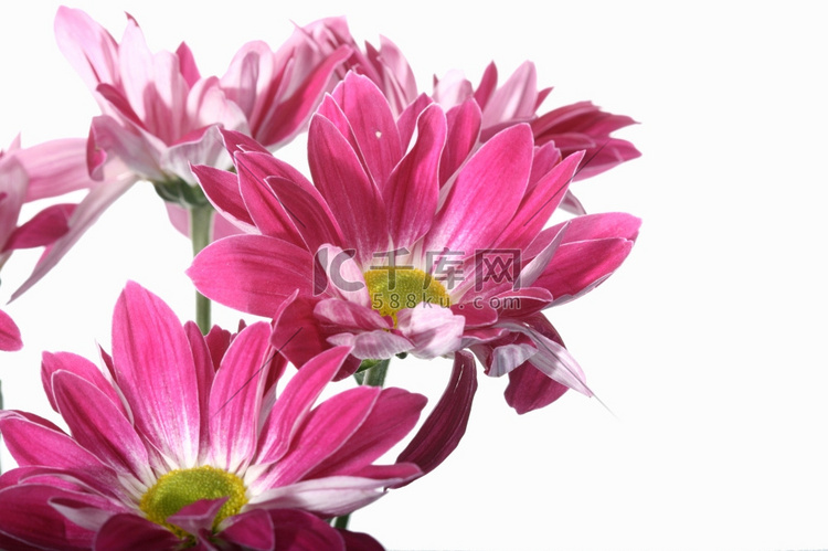 美丽的粉红色春天花特写镜头高清摄影大图 千库网