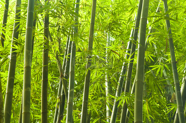 竹子高清摄影大图 千库网