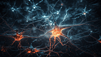 3D大脑中的神经元在浅色背景下