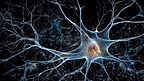 3D大脑中的神经元神经细胞