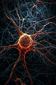 3D神经细胞细节摄影图