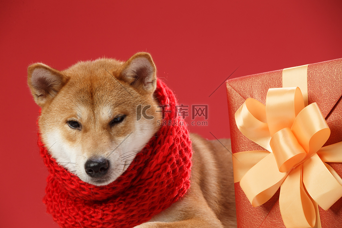 可爱的柴犬高清摄影大图-千库网