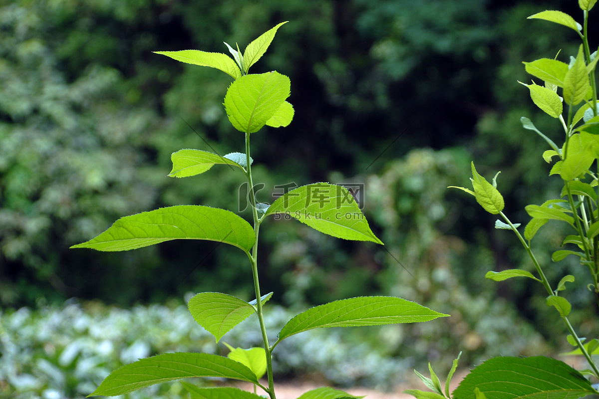 树林杜仲树中草药种植_3840X2160_高清视频素材下载(编号:5252067)_实拍视频_光厂(VJ师网) www.vjshi.com