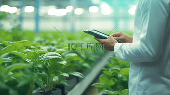 全景横幅农学家用平板电脑分析数据开发与可视化图标在水培温室苗