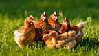一群鸡聚集在一起