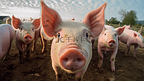 猪鼻子靠近镜头