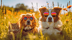 狗和猫在草地上一起戴着太阳镜