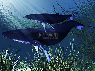 蓝鲸在白色背景上孤立企业vip免费下载摄影图海豚在水中游泳企业vip