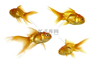 许多金鱼图片_许多金鱼素材-许多金鱼图片大全-千库网
