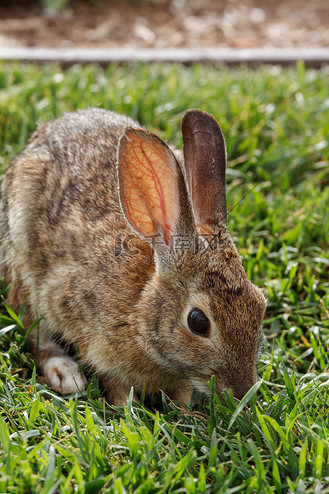 一只兔子在草地上